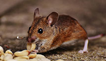 24 Hour & Emergency Exterminators in Warsaw, NC